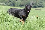 BEAUCERON 455